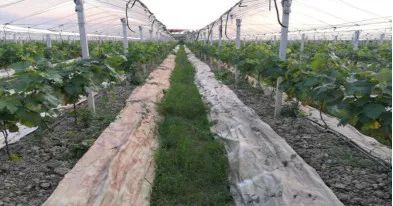 潍坊昌乐：百香园里果飘香 “良种良法”促增收