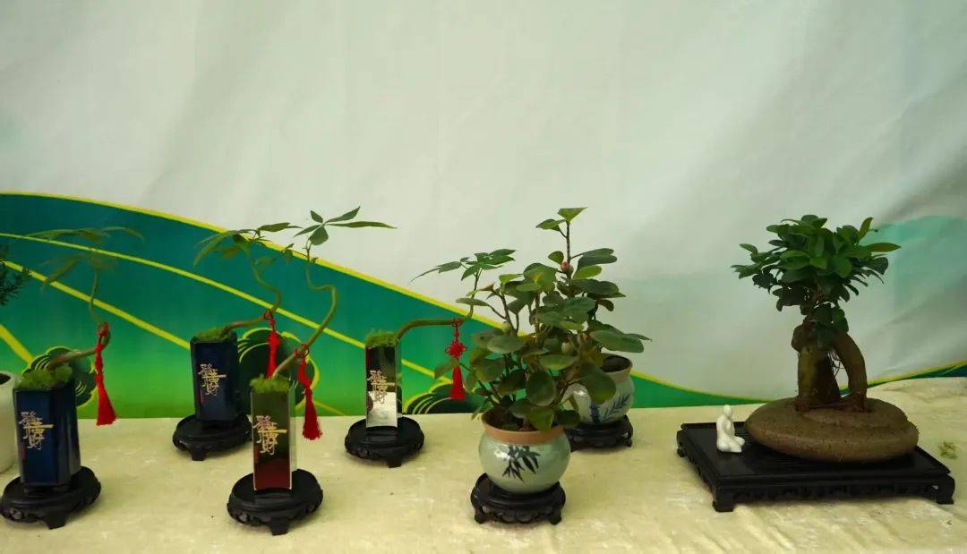 年交易额近20亿元普宁的这项“美丽经济”如何绽放乡村振兴新活